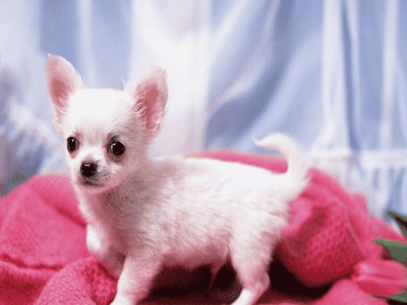 供卵试管适合（试管助孕费用）